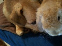 /album/spuri-nyuszim/a20130322-094030-jpg/