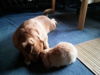 /album/spuri-nyuszim/a20130312-163752-jpg/